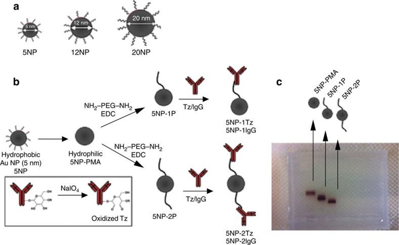 https://cdn.ncbi.nlm.nih.gov/pmc/blobs/8e55/5187442/0032ee2fcf22/ncomms13818-f1.jpg