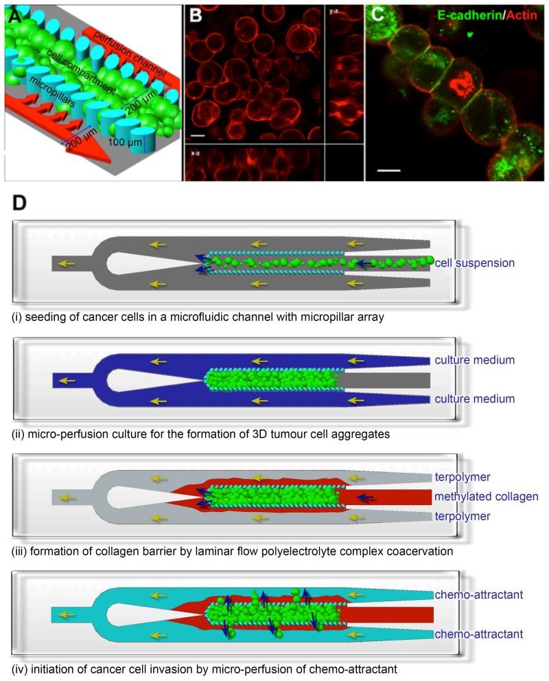 https://cdn.ncbi.nlm.nih.gov/pmc/blobs/8e58/6027283/866670970601/bioengineering-05-00029-g001.jpg