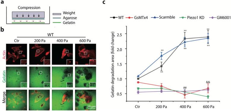 https://cdn.ncbi.nlm.nih.gov/pmc/blobs/8e58/8722159/c5a8011751b6/12860_2021_401_Fig2_HTML.jpg