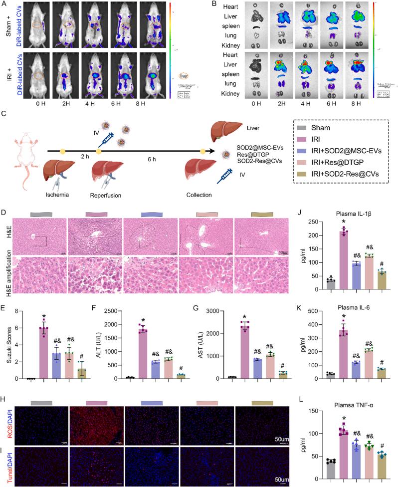https://cdn.ncbi.nlm.nih.gov/pmc/blobs/8e5b/12398874/00fa455f52f9/gr5.jpg