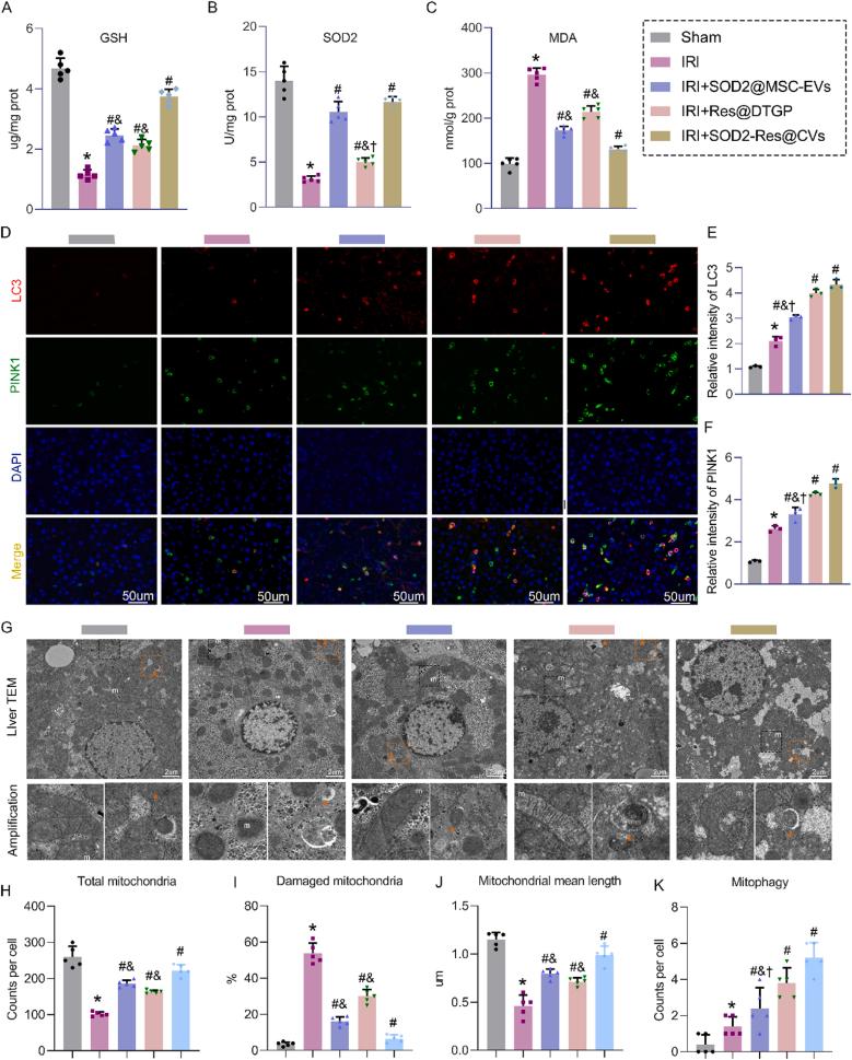 https://cdn.ncbi.nlm.nih.gov/pmc/blobs/8e5b/12398874/6f8b6f182f8b/gr6.jpg