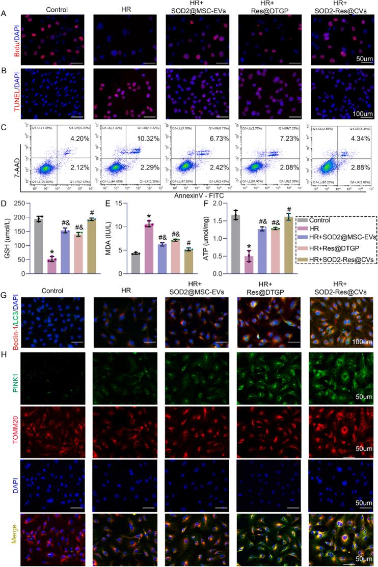 https://cdn.ncbi.nlm.nih.gov/pmc/blobs/8e5b/12398874/c564ce2d71b5/gr4.jpg