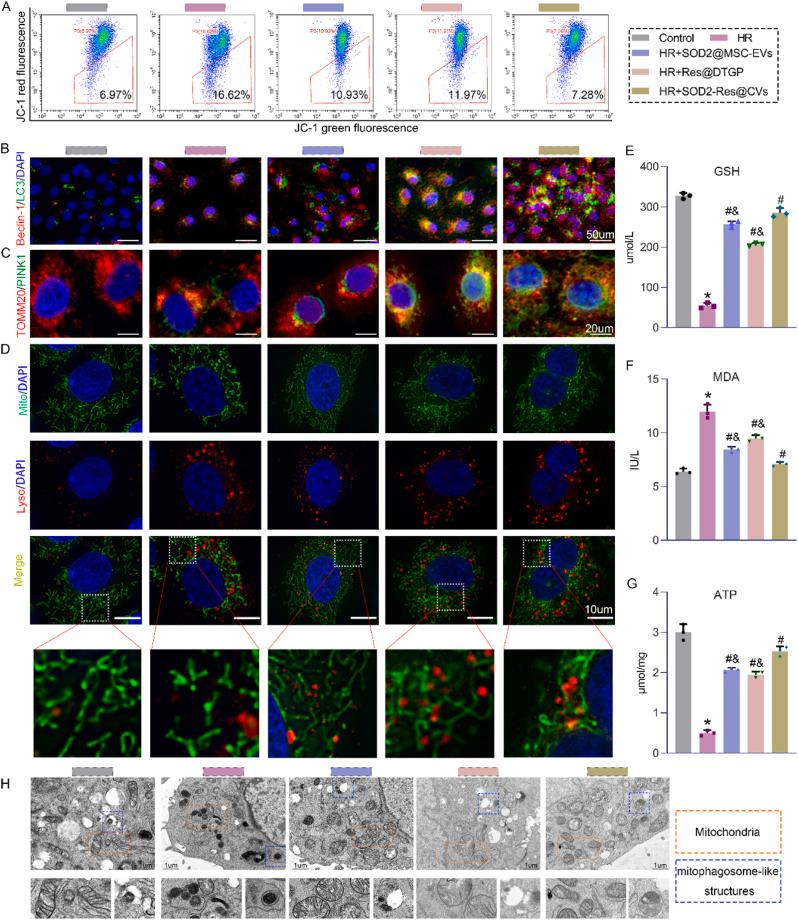 https://cdn.ncbi.nlm.nih.gov/pmc/blobs/8e5b/12398874/f6049fd48fe0/gr3.jpg