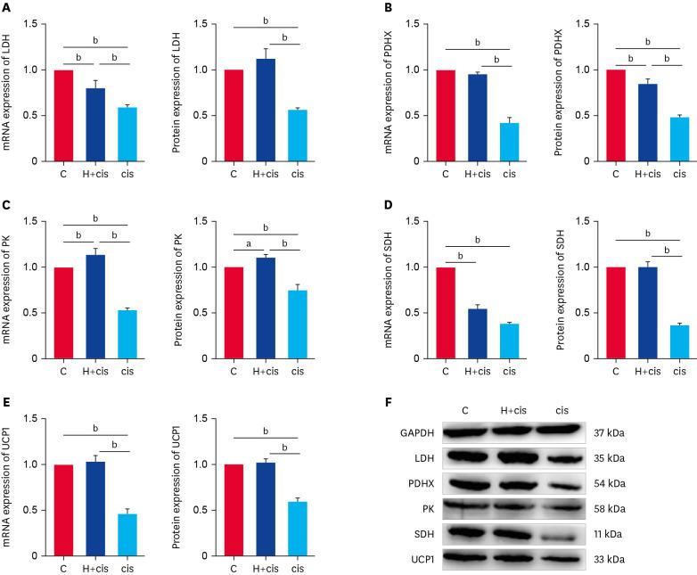 https://cdn.ncbi.nlm.nih.gov/pmc/blobs/8e5c/9523336/6eaa963d9309/jvs-23-e72-g004.jpg