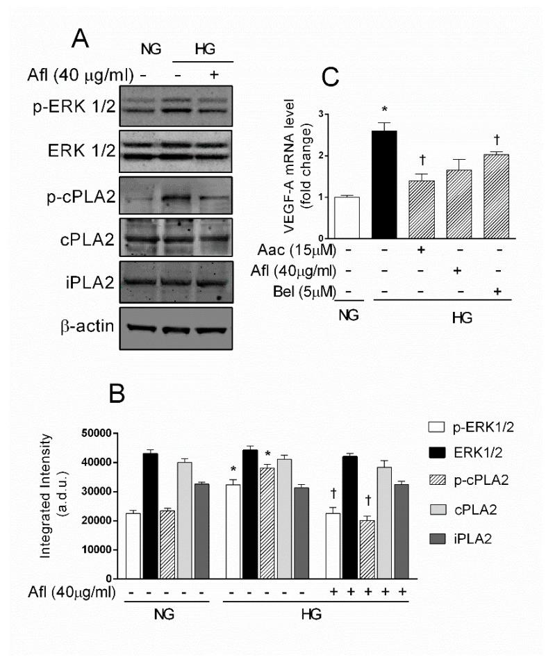 https://cdn.ncbi.nlm.nih.gov/pmc/blobs/8e61/7589177/87095ab41838/ijms-21-07528-g003.jpg