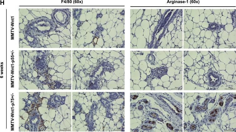 https://cdn.ncbi.nlm.nih.gov/pmc/blobs/8e65/7779542/a05b63926ddf/gr1.jpg