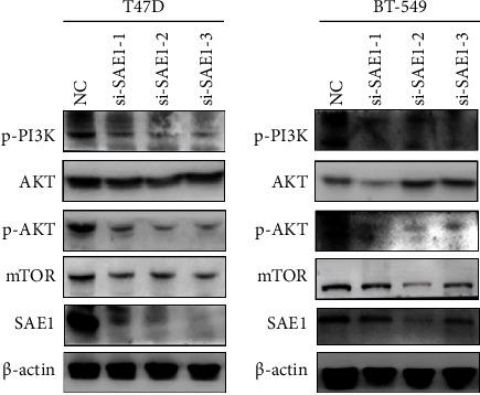 https://cdn.ncbi.nlm.nih.gov/pmc/blobs/8e67/11227943/649583673b29/TBJ2024-2981722.005.jpg