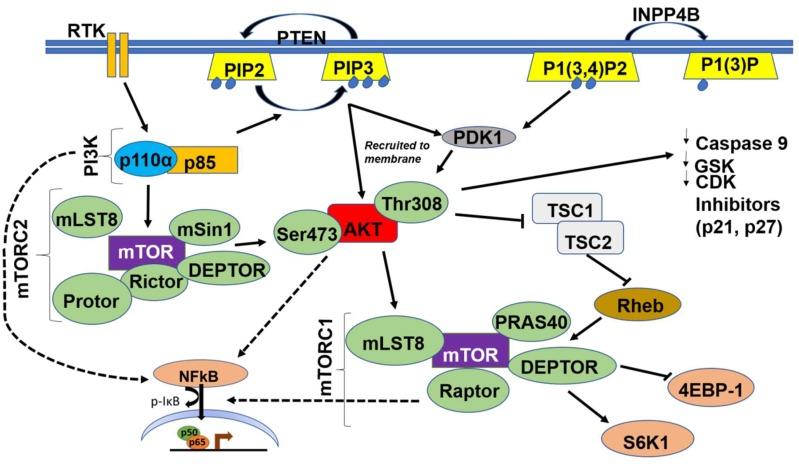 https://cdn.ncbi.nlm.nih.gov/pmc/blobs/8e69/6679095/db3430d21dda/cancers-11-00949-g002.jpg