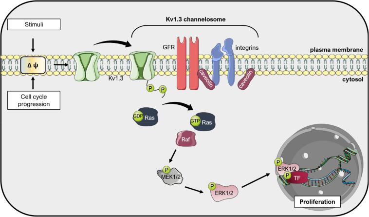 https://cdn.ncbi.nlm.nih.gov/pmc/blobs/8e69/7767978/9a68f1eeb355/fcell-08-611853-g003.jpg
