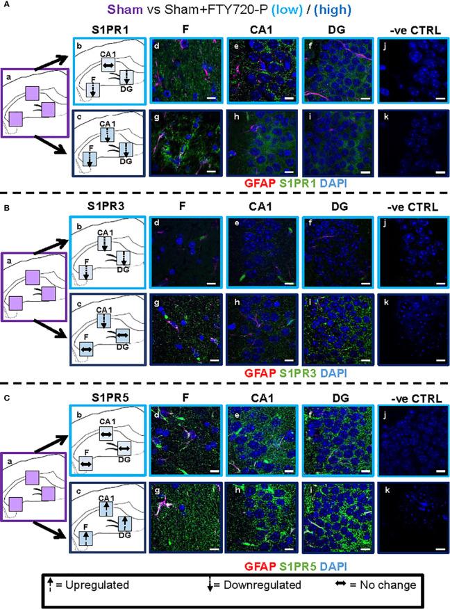 https://cdn.ncbi.nlm.nih.gov/pmc/blobs/8e6c/8222726/4a79fcfb248f/fimmu-12-639650-g005.jpg