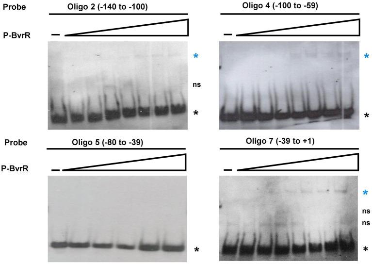https://cdn.ncbi.nlm.nih.gov/pmc/blobs/8e6e/10538546/3c8ad7a2c054/fmicb-14-1241143-g004.jpg