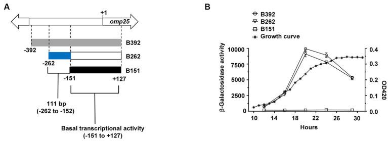 https://cdn.ncbi.nlm.nih.gov/pmc/blobs/8e6e/10538546/d45bf5593424/fmicb-14-1241143-g001.jpg