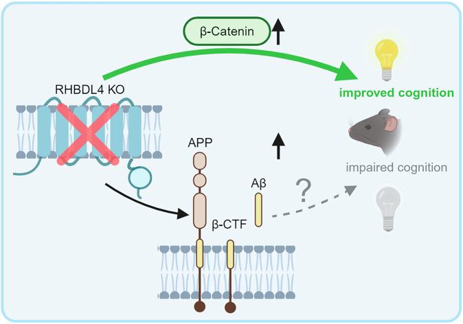 https://cdn.ncbi.nlm.nih.gov/pmc/blobs/8e70/11993729/7d48302a369a/41419_2025_7579_Fig7_HTML.jpg