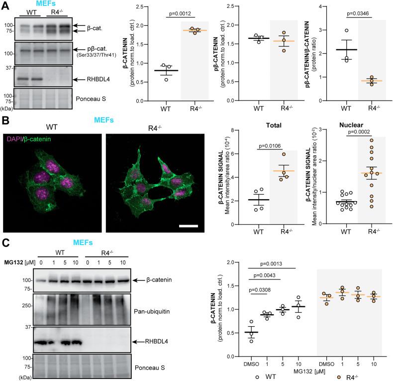 https://cdn.ncbi.nlm.nih.gov/pmc/blobs/8e70/11993729/e12cfc77d087/41419_2025_7579_Fig5_HTML.jpg