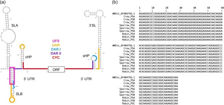 https://cdn.ncbi.nlm.nih.gov/pmc/blobs/8e70/6595145/626267955474/mSphere.00291-19-f0001.jpg