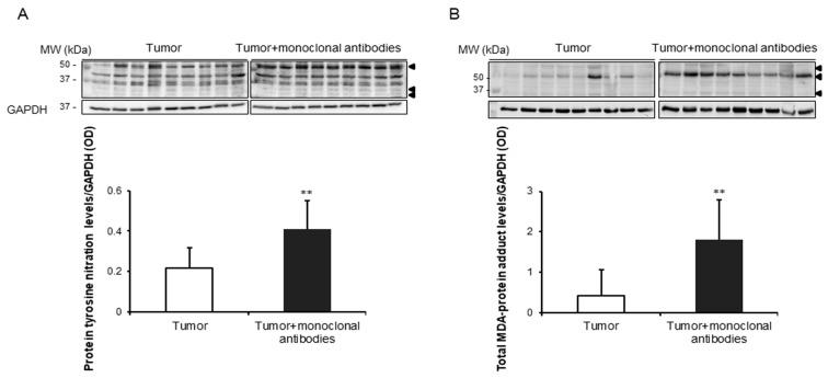 https://cdn.ncbi.nlm.nih.gov/pmc/blobs/8e70/6770046/fdb1cde1b7c0/cancers-11-01301-g004.jpg