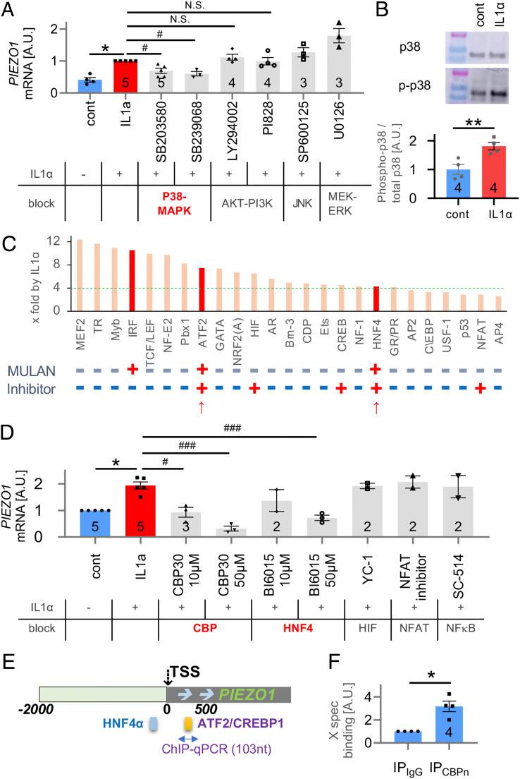 https://cdn.ncbi.nlm.nih.gov/pmc/blobs/8e70/8020656/0814cd289d33/pnas.2001611118fig04.jpg