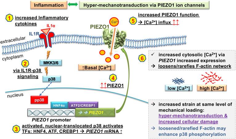 https://cdn.ncbi.nlm.nih.gov/pmc/blobs/8e70/8020656/302e66ca10a9/pnas.2001611118fig05.jpg