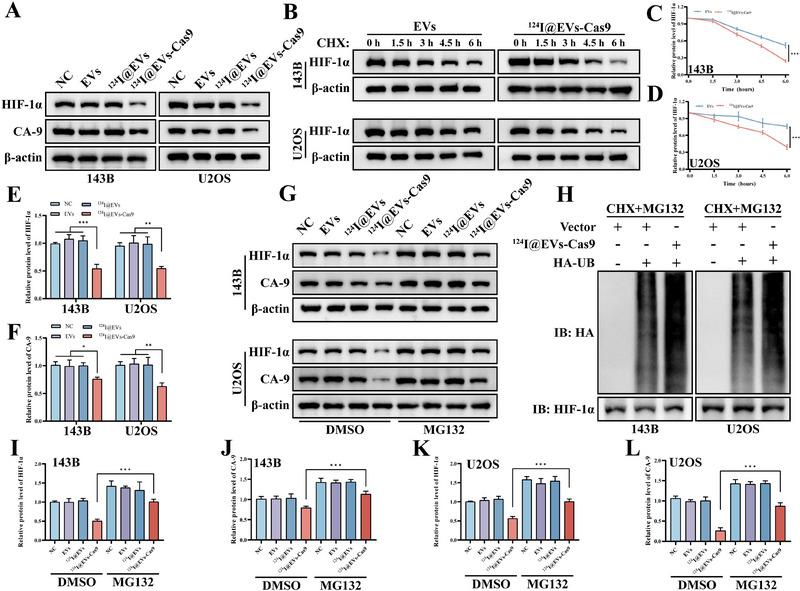 https://cdn.ncbi.nlm.nih.gov/pmc/blobs/8e74/12269339/1d6069abf01d/JEV2-14-e70130-g009.jpg