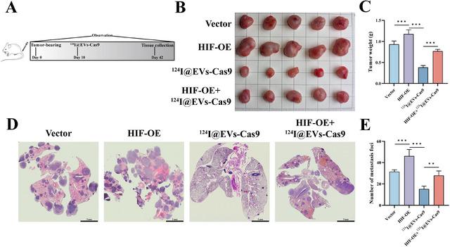 https://cdn.ncbi.nlm.nih.gov/pmc/blobs/8e74/12269339/747a1c38be4e/JEV2-14-e70130-g001.jpg