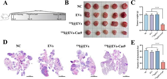 https://cdn.ncbi.nlm.nih.gov/pmc/blobs/8e74/12269339/74f575156271/JEV2-14-e70130-g007.jpg
