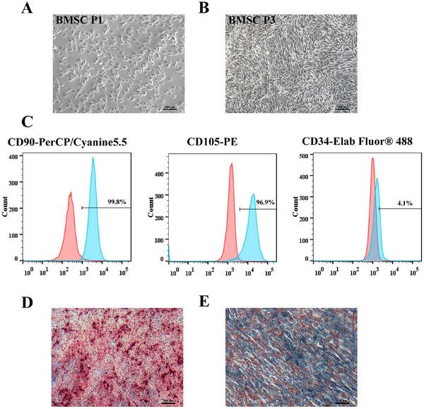 https://cdn.ncbi.nlm.nih.gov/pmc/blobs/8e74/12269339/90a3792e4a97/JEV2-14-e70130-g006.jpg