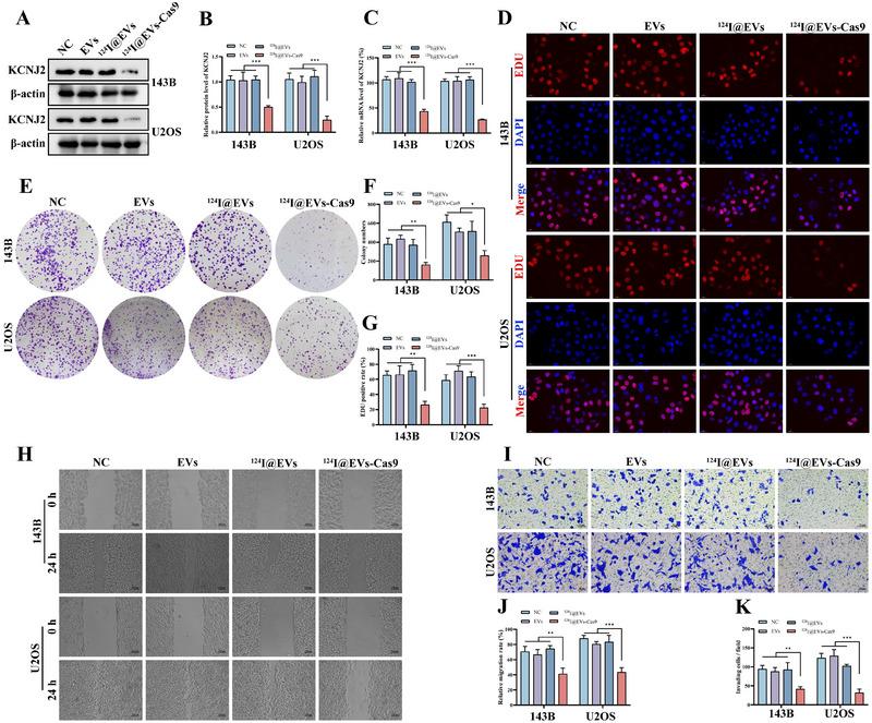 https://cdn.ncbi.nlm.nih.gov/pmc/blobs/8e74/12269339/a0ec4d8d66b9/JEV2-14-e70130-g005.jpg