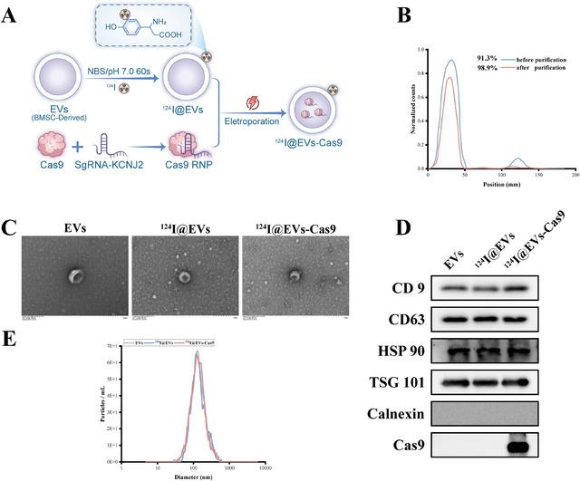 https://cdn.ncbi.nlm.nih.gov/pmc/blobs/8e74/12269339/bd25b36480f4/JEV2-14-e70130-g004.jpg
