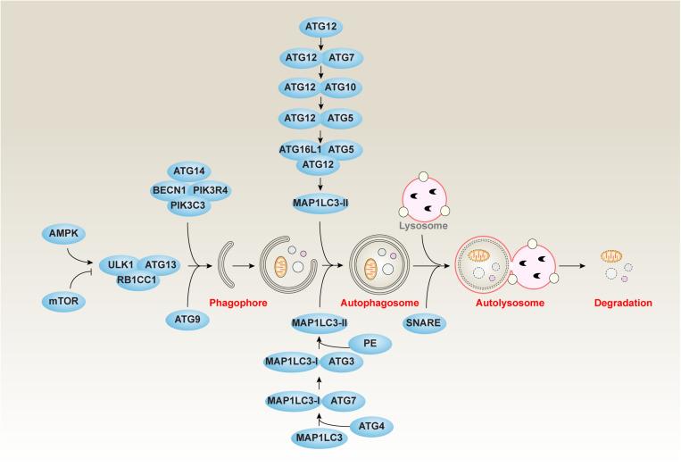 https://cdn.ncbi.nlm.nih.gov/pmc/blobs/8e77/7283384/760c389e278e/fcell-08-00431-g001.jpg