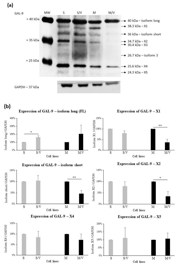 https://cdn.ncbi.nlm.nih.gov/pmc/blobs/8e78/8304048/06e44b3e774b/cancers-13-03629-g009.jpg