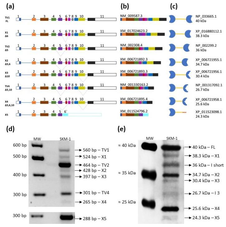 https://cdn.ncbi.nlm.nih.gov/pmc/blobs/8e78/8304048/e167830998cf/cancers-13-03629-g006.jpg