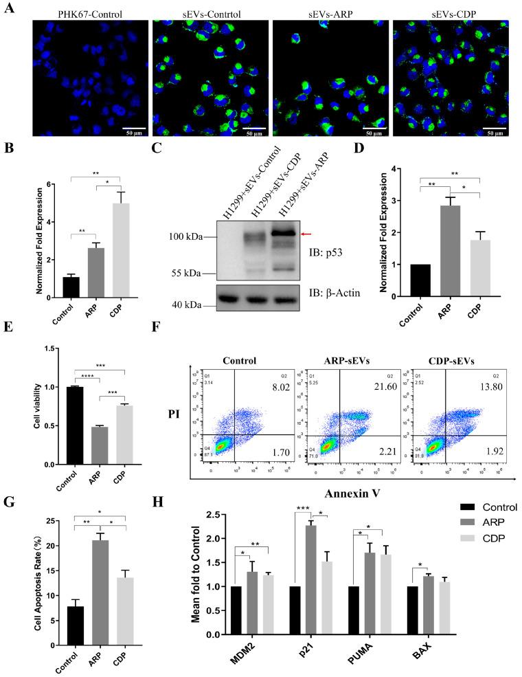 https://cdn.ncbi.nlm.nih.gov/pmc/blobs/8e79/11118238/a9c6fecc6f85/biomolecules-14-00591-g004.jpg