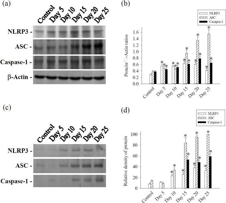 https://cdn.ncbi.nlm.nih.gov/pmc/blobs/8e7c/11753341/36cc6d4ca631/436_2025_8454_Fig3_HTML.jpg