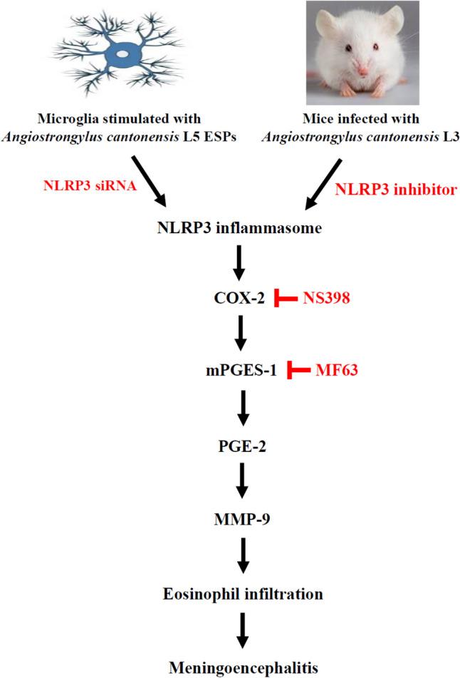 https://cdn.ncbi.nlm.nih.gov/pmc/blobs/8e7c/11753341/3b1fe3408294/436_2025_8454_Fig10_HTML.jpg