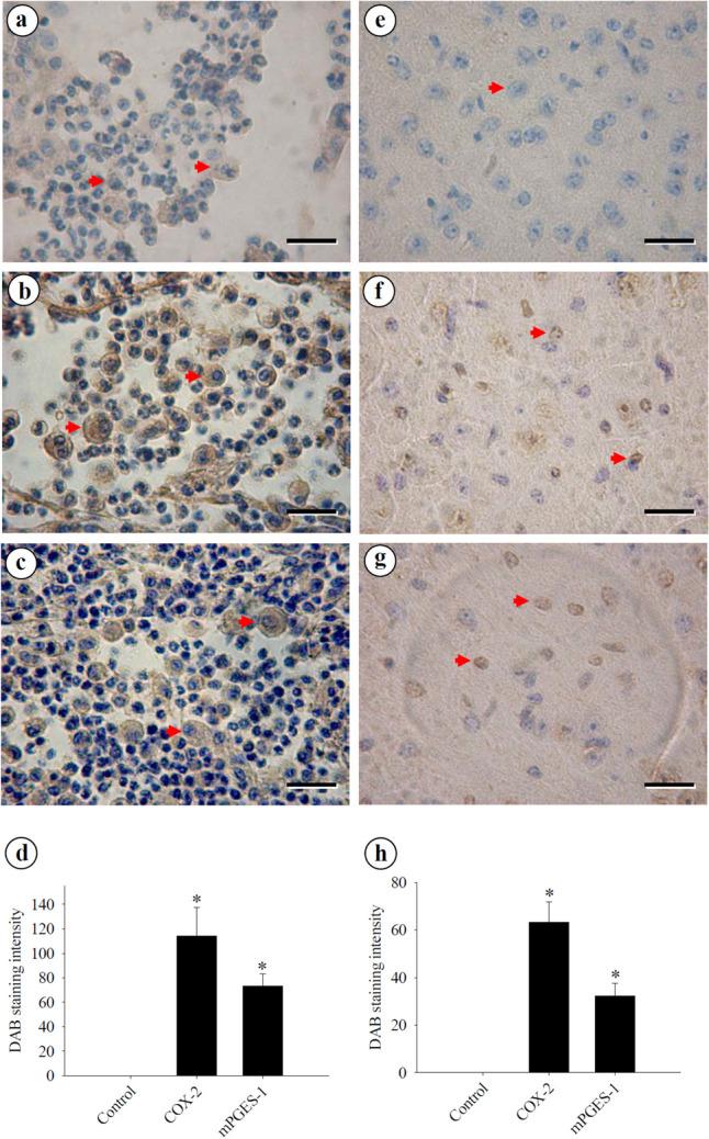 https://cdn.ncbi.nlm.nih.gov/pmc/blobs/8e7c/11753341/b03b2a86481d/436_2025_8454_Fig2_HTML.jpg