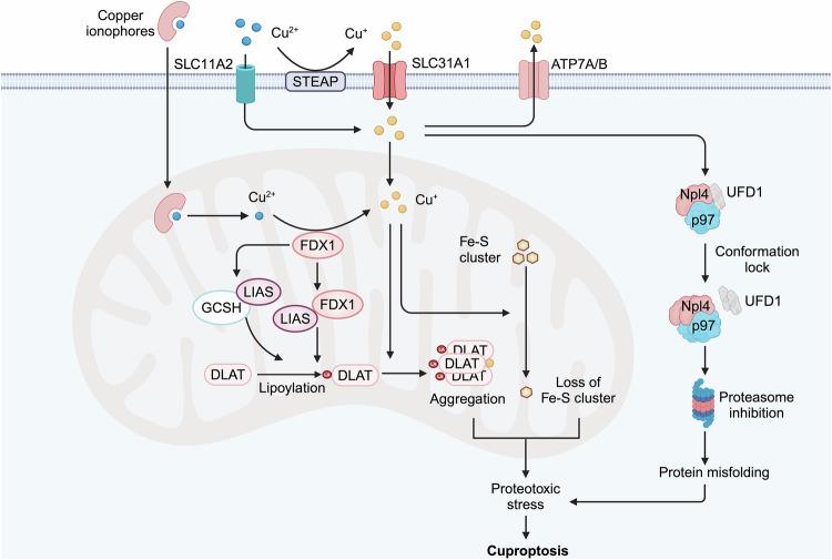 https://cdn.ncbi.nlm.nih.gov/pmc/blobs/8e7d/12062509/36563bef8c0c/41392_2025_2192_Fig6_HTML.jpg