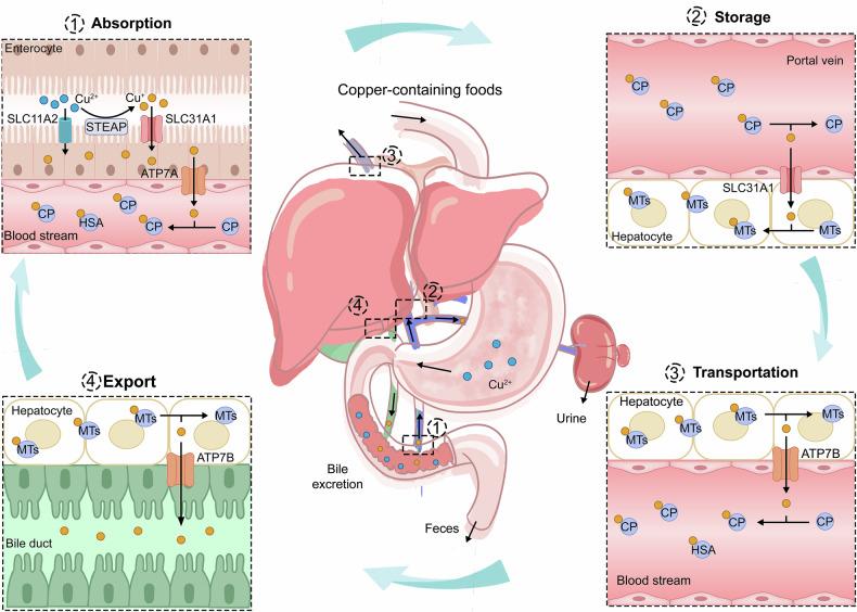 https://cdn.ncbi.nlm.nih.gov/pmc/blobs/8e7d/12062509/38aac76f74fd/41392_2025_2192_Fig1_HTML.jpg