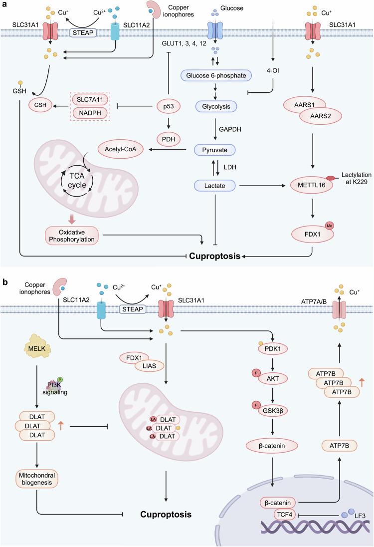 https://cdn.ncbi.nlm.nih.gov/pmc/blobs/8e7d/12062509/4d41a354e7d6/41392_2025_2192_Fig7_HTML.jpg