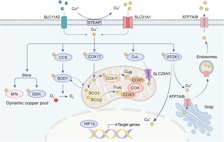 https://cdn.ncbi.nlm.nih.gov/pmc/blobs/8e7d/12062509/689ffbed6b1e/41392_2025_2192_Fig2_HTML.jpg