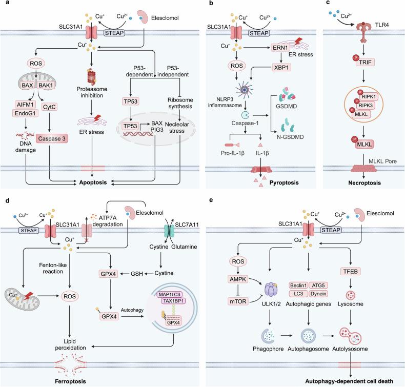 https://cdn.ncbi.nlm.nih.gov/pmc/blobs/8e7d/12062509/aa594862282a/41392_2025_2192_Fig4_HTML.jpg