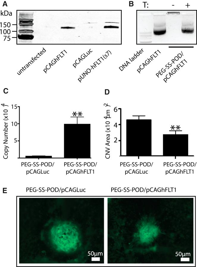https://cdn.ncbi.nlm.nih.gov/pmc/blobs/8e7e/5491761/aa1ed66bf7fa/gr6.jpg