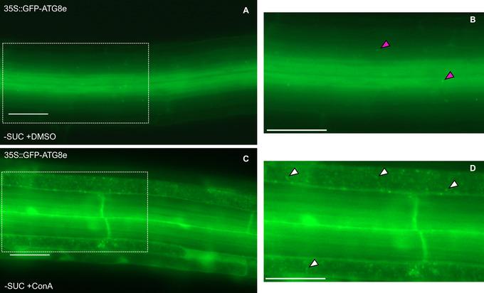 https://cdn.ncbi.nlm.nih.gov/pmc/blobs/8e81/12188511/022614329abd/CPZ1-5-0-g002.jpg