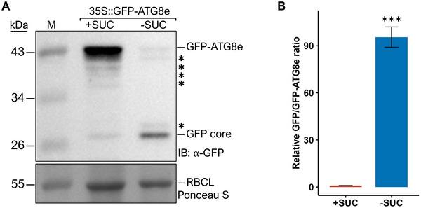 https://cdn.ncbi.nlm.nih.gov/pmc/blobs/8e81/12188511/537617084d6a/CPZ1-5-0-g003.jpg