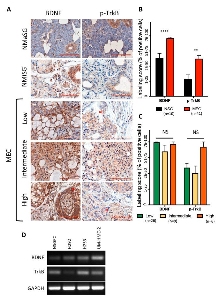 https://cdn.ncbi.nlm.nih.gov/pmc/blobs/8e81/7759804/fdc9928a2d01/biomedicines-08-00531-g001.jpg