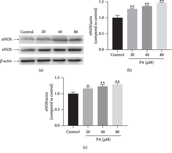 https://cdn.ncbi.nlm.nih.gov/pmc/blobs/8e83/7066398/f94815479957/ECAM2020-3109069.010.jpg