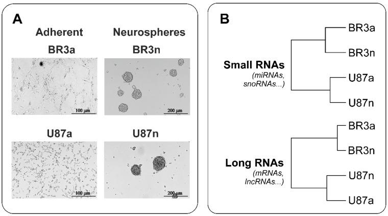 https://cdn.ncbi.nlm.nih.gov/pmc/blobs/8e86/9688839/77b77de483dc/cimb-44-00360-g001.jpg
