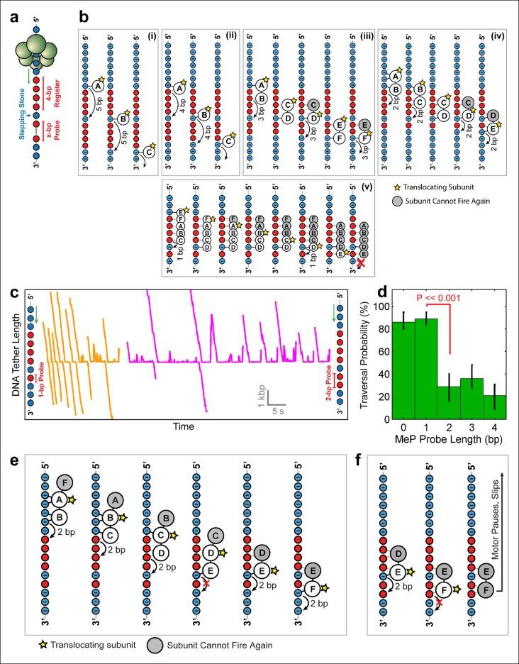 https://cdn.ncbi.nlm.nih.gov/pmc/blobs/8e88/4728128/601b5811f32c/elife-09224-fig5.jpg