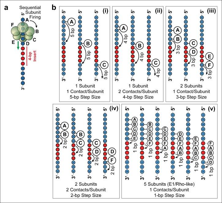 https://cdn.ncbi.nlm.nih.gov/pmc/blobs/8e88/4728128/b971b52d6004/elife-09224-fig4.jpg