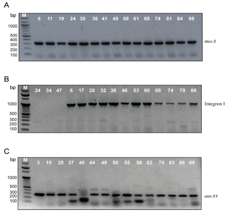 https://cdn.ncbi.nlm.nih.gov/pmc/blobs/8e94/8147066/56c45ff17f4b/antibiotics-10-00488-g003.jpg