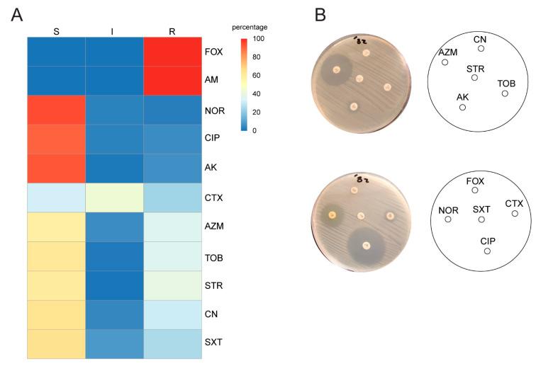 https://cdn.ncbi.nlm.nih.gov/pmc/blobs/8e94/8147066/f0ab6b485a6e/antibiotics-10-00488-g002.jpg